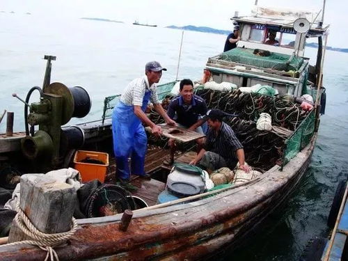 49.9元1斤 禮盒,碼頭現捕 四季鮮活 即拆即下鍋,順豐0元送到你家