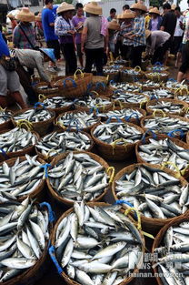 海南漁船出海滿載而歸
