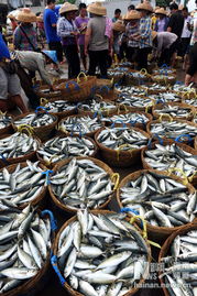南海休漁結(jié)束 海南瓊海漁民歸來(lái)魚(yú)滿艙
