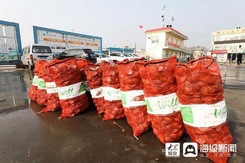 實拍 煙臺扇貝收獲季 碼頭割扇貝丁成獨特風景